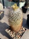 Escobaria dasyacantha